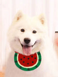 Pet Saliva Towel  Dog Cat Collar Bib Puppy Cartoon Watermelon Scarf Pet Dress Up Accessories