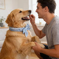 Pet Cooling Ice Scarf Cool Ice Breathable Towel Heatstroke Dogs Cats Ice Collar Cat Adjustable Collar Bib Pet Supplies