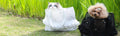 Summer Portable Breathable Pet Carrier Bag - Shoulder Handbag for Small Dogs and Cats Fashion Classic Black White Puppy Carriers
