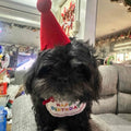 Pet Birthday Scarf Cute Delicate Lace Bib, Cat & Dog Birthday Party Celebration Prevent saliva Towel
