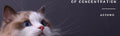 Summer Portable Breathable Pet Carrier Bag - Shoulder Handbag for Small Dogs and Cats Fashion Classic Black White Puppy Carriers