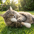 Large Size Cat Grinding Biting Stick Bite Resistant Durable Giant Cotton Swabs Cat Toys Cotton Swab Shaped Kitten Chew Sticks