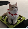 Cute Cat Bow Collar Wool Crocheted Christmas Cats Bowtie Collar Bow Tie Pet Bib for Indoor Cats Kitten and Small Dogs Puppies