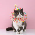 Colorful Dog Cat Birthday Hat Adjustable Cat Birthday Scarf Hat Set Cute Dog Bib Pet Birthday Party Dress Up Hat Dog Accessories