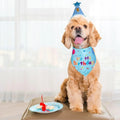 Cute Dog Birthday Hat Set Adjustable Sequins Pet Birthday Caps Colorful with Numbers Bowtie Dog Birthday Bib Pet Birthday Party